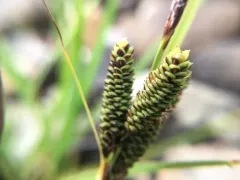 Kellogg's Sedge thumbnail 3