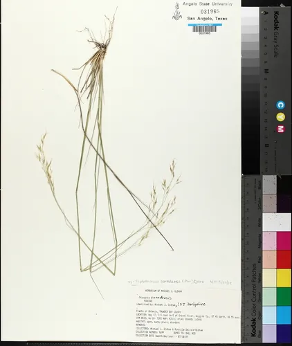 Canadian Ricegrass