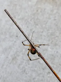 Brown Widow thumbnail 1