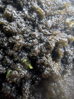 Blistered Jelly Lichen thumbnail 3