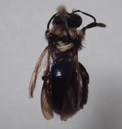 Black-banded Mining Bee thumbnail 4