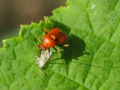 red-spotted plant bug thumbnail 4