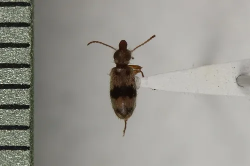 Notoxus calcaratus