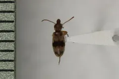 Notoxus calcaratus thumbnail 1