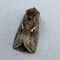 Common Looper Moth thumbnail 3