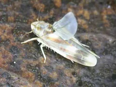 Erythridula fumida thumbnail 4