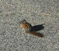 Uinta Chipmunk thumbnail 3