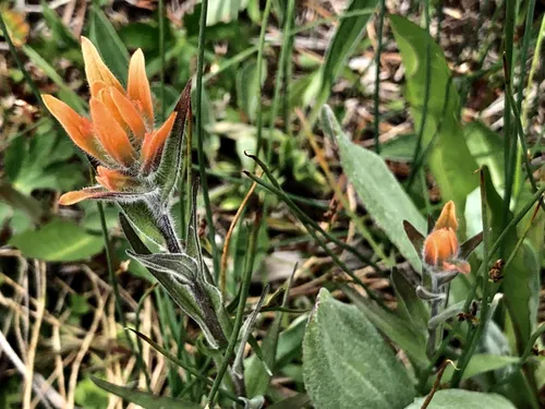 Slender Paintbrush
