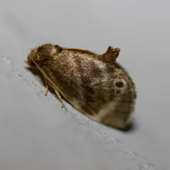 Elegant Tailed Slug Moth thumbnail 1