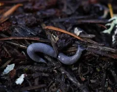 Blue-gray Taildropper thumbnail 4