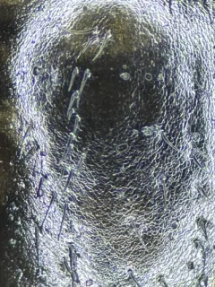 River beetle thumbnail 2