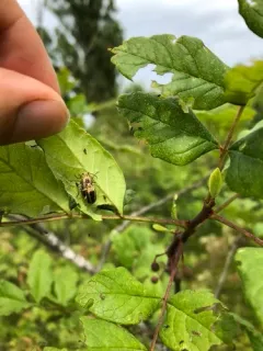 Eastern Pricklyash Leaf Beetle thumbnail 3