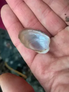Bladderclam thumbnail 3