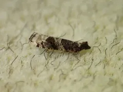 Epinotia lomonana thumbnail 4