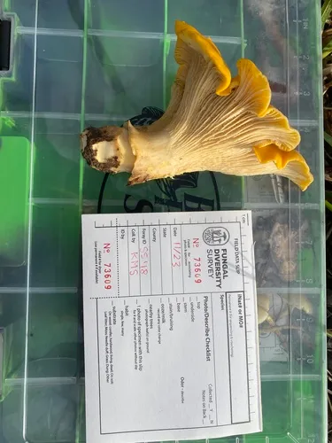 California Golden Chanterelle