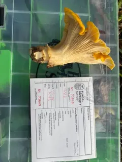 California Golden Chanterelle thumbnail 1