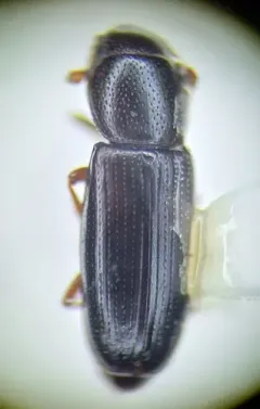 Rhizophagus remotus thumbnail 2