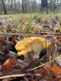 California Golden Chanterelle thumbnail 2