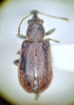 Cimberis decipiens thumbnail 3