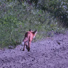 Red Fox thumbnail 3