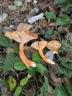 Orange Milkcap thumbnail 3