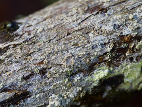 Bark Barnacles