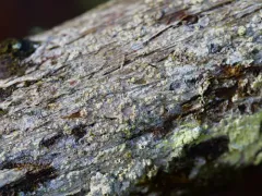 Bark Barnacles thumbnail 1