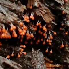 salmon-eggs thumbnail 4