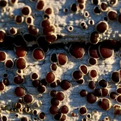 Driftwood Rim-lichen thumbnail 4