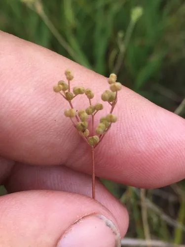 Spreading scaleseed