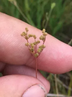 Spreading scaleseed thumbnail 1