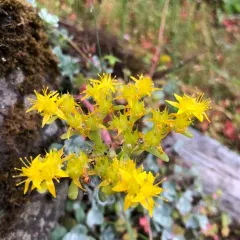 Broad-leaved Stonecrop thumbnail 3