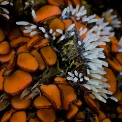 Stemonitopsis typhina thumbnail 3