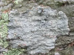 Rock Wart Lichen thumbnail 3