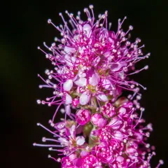 Rose Spirea thumbnail 2