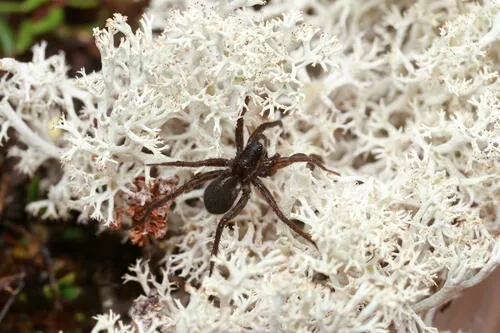 Pardosa sodalis