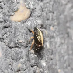 Bruchomorpha beameri thumbnail 3