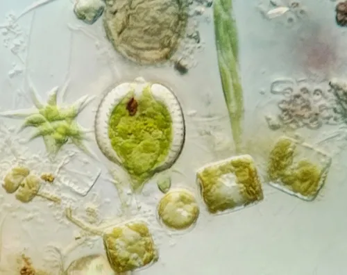 Phacus monilatus