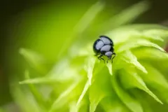 Micro Lady Beetle thumbnail 2