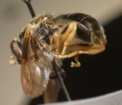 Black Spur Fly thumbnail 4
