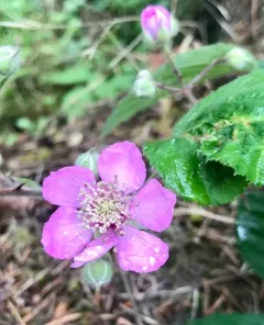 European Blackberry thumbnail 2