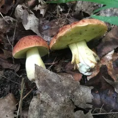 corrugated bolete thumbnail 2