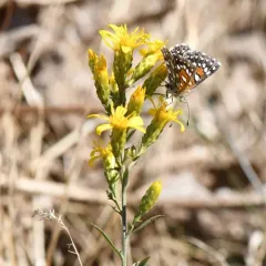 Hall's goldenweed thumbnail 3