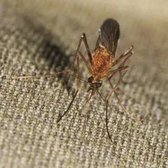 Minute Floodwater Mosquito thumbnail 3