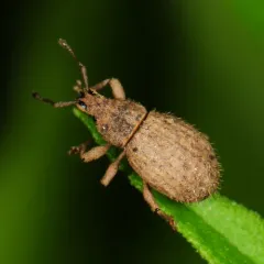Phyxelis rigidus thumbnail 2