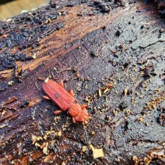 Red Flat Bark Beetle thumbnail 2