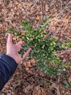 Japanese holly thumbnail 1