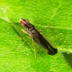 Ischnomyia albicosta thumbnail 3