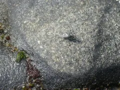 Melanderia mandibulata thumbnail 1