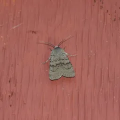 Hairy Euxoa Moth thumbnail 4